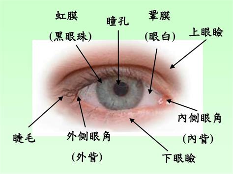 眼睛部位圖|眼睛的構造結構名稱詳細說明